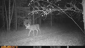 Trailcam3.jpg