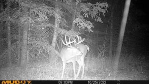 Trailcam4.jpg