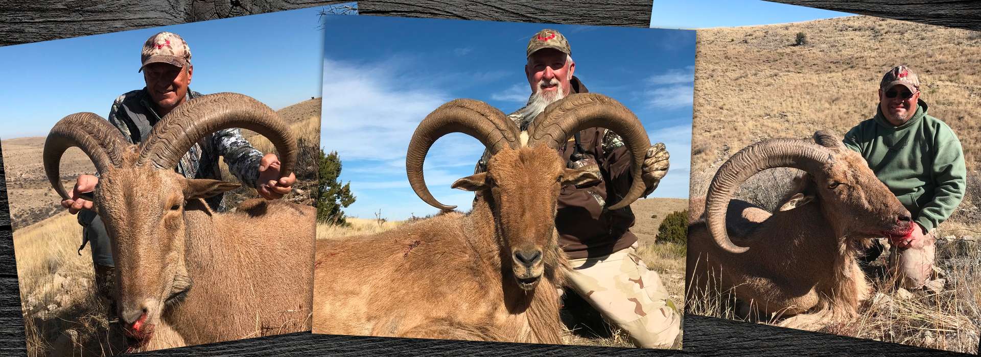 New Mexico Barbary Sheep Hunting