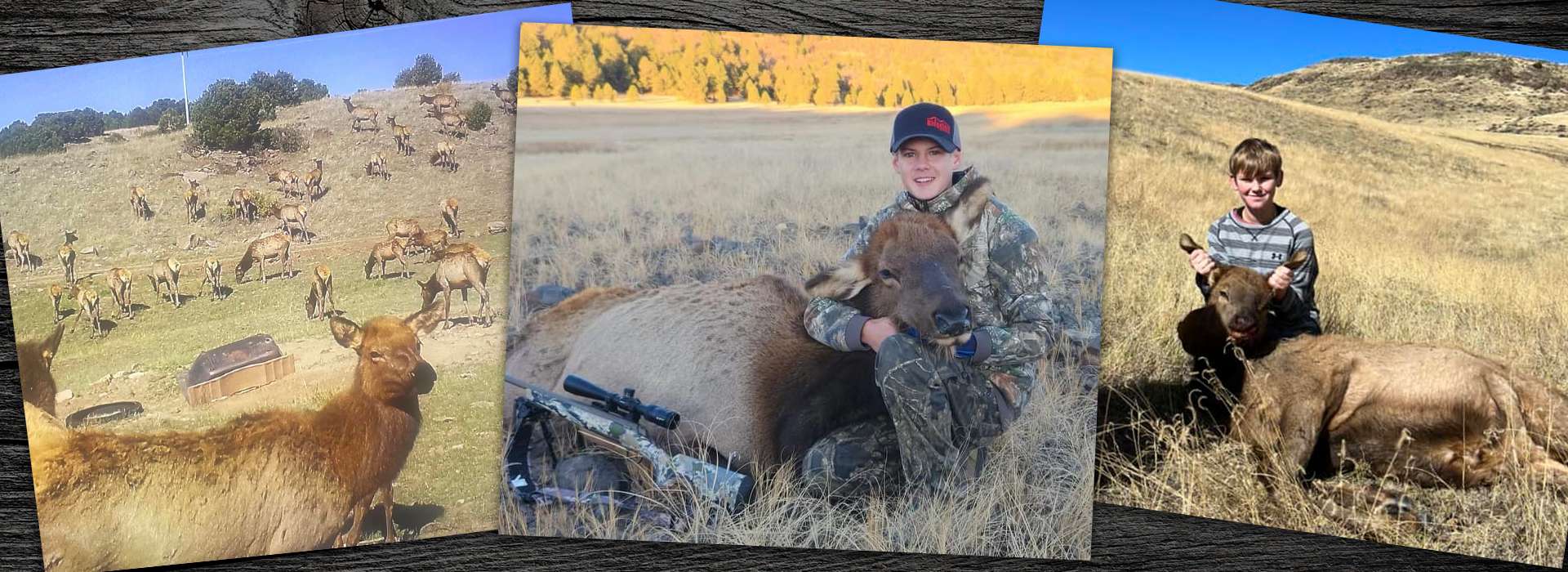 Cow Elk Hunts in New Mexico