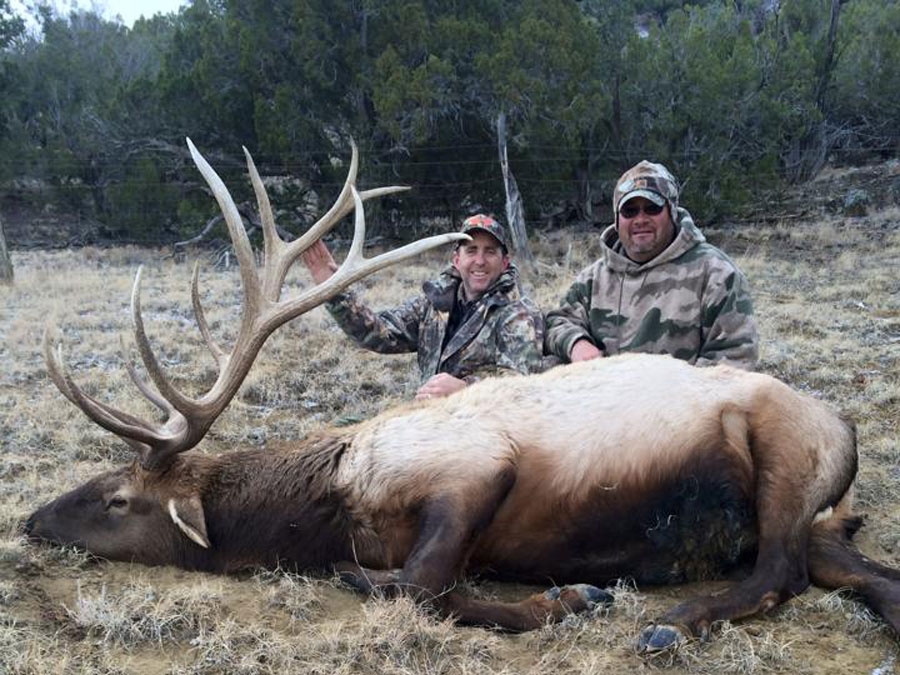 Trophy Elk