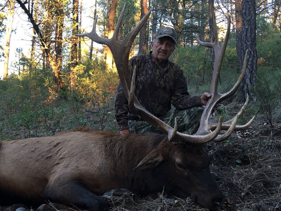 Trophy New Mexico Elk