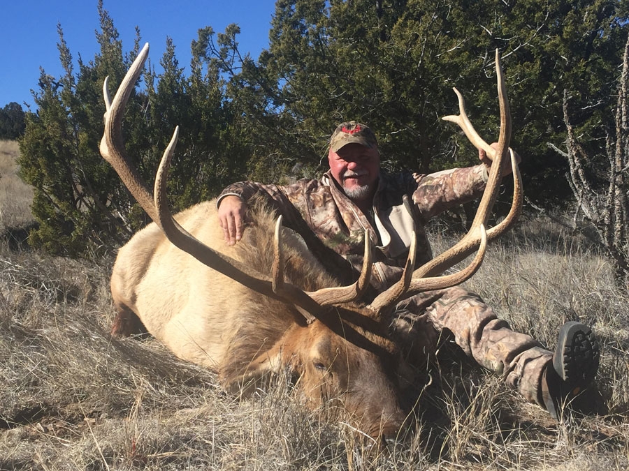 Trophy New Mexico Elk