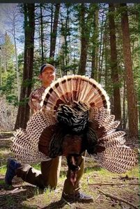 Turkey Hunts