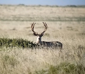 Mule Deer New Mexico