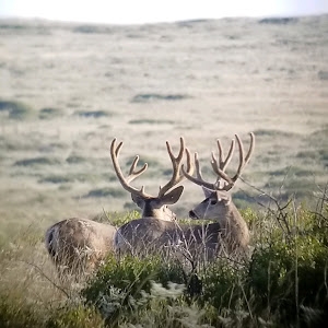 Mule-deer-NewMexico.jpg