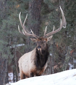 Trophy-Elk.jpg