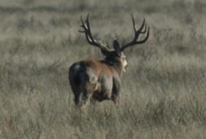 deer-hunting-01.jpg