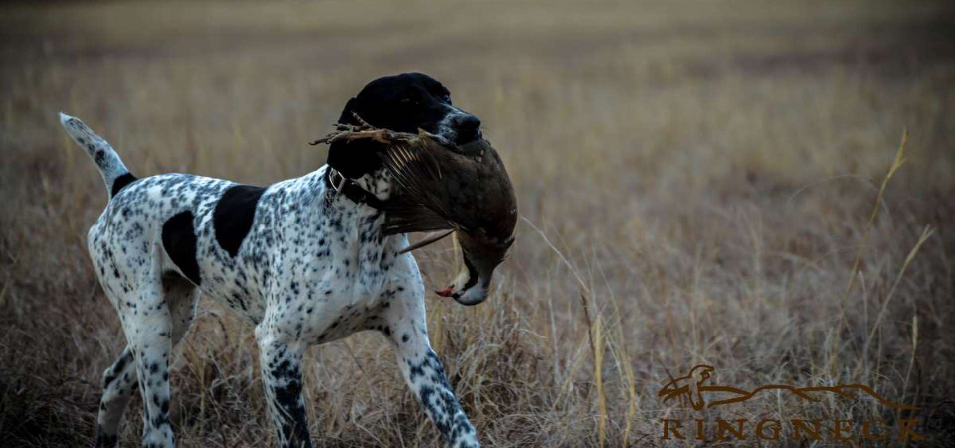 Chukar Hunting