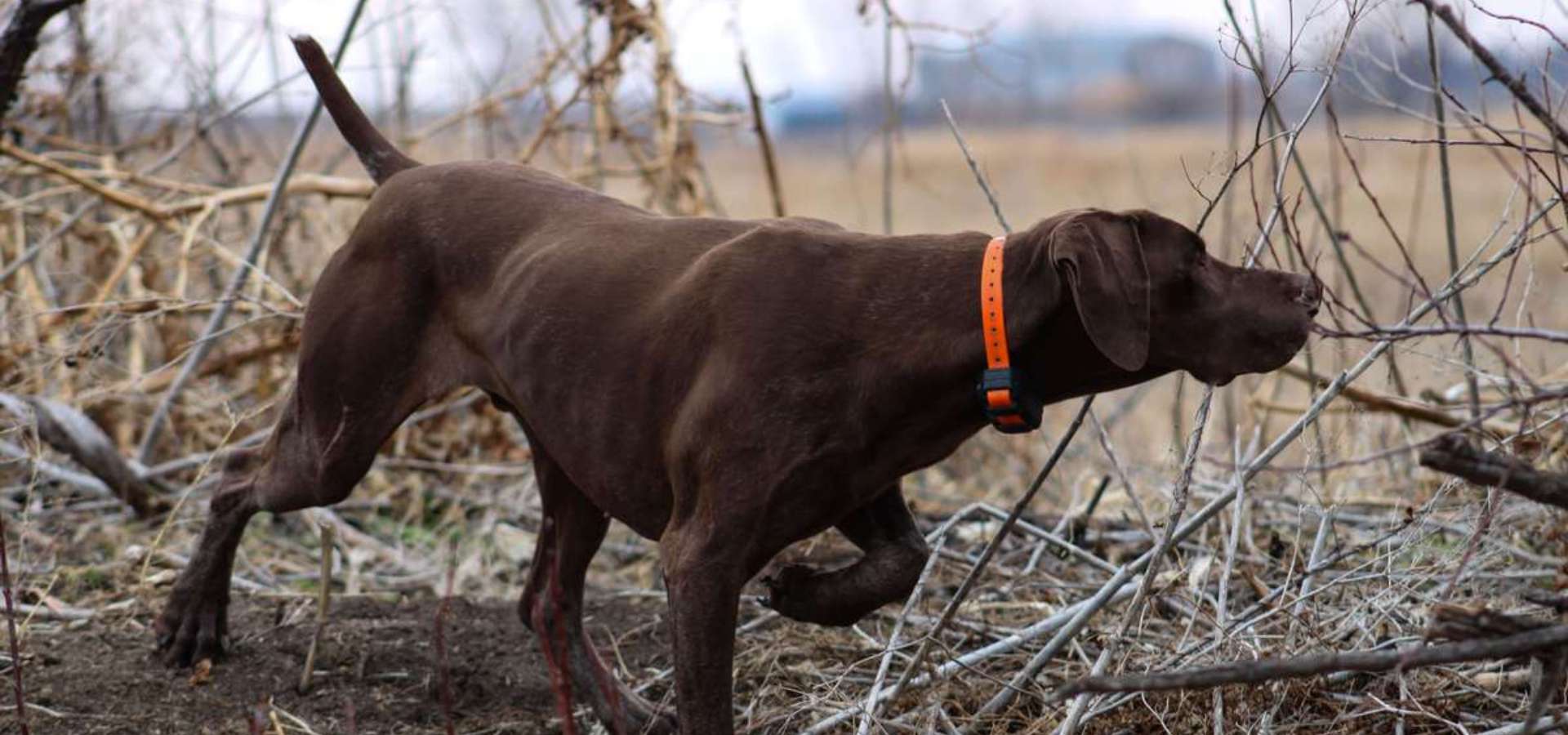 Hunting Dogs