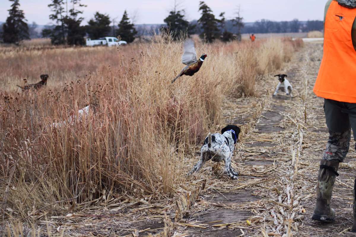 Kansas Pheasant Hunting