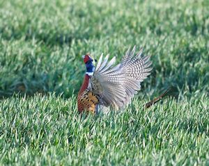 Pheasant%20in%20Wheat.jpg