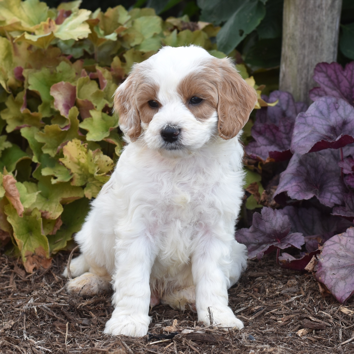 Sheldon - Our Dogs