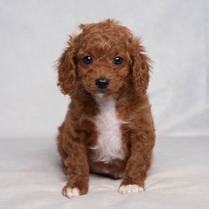 Fluffy Fluffy