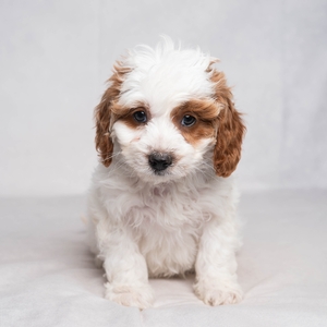 Franklyn Franklyn