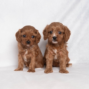 Trixie & Sarge