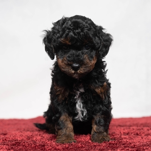 Teddy