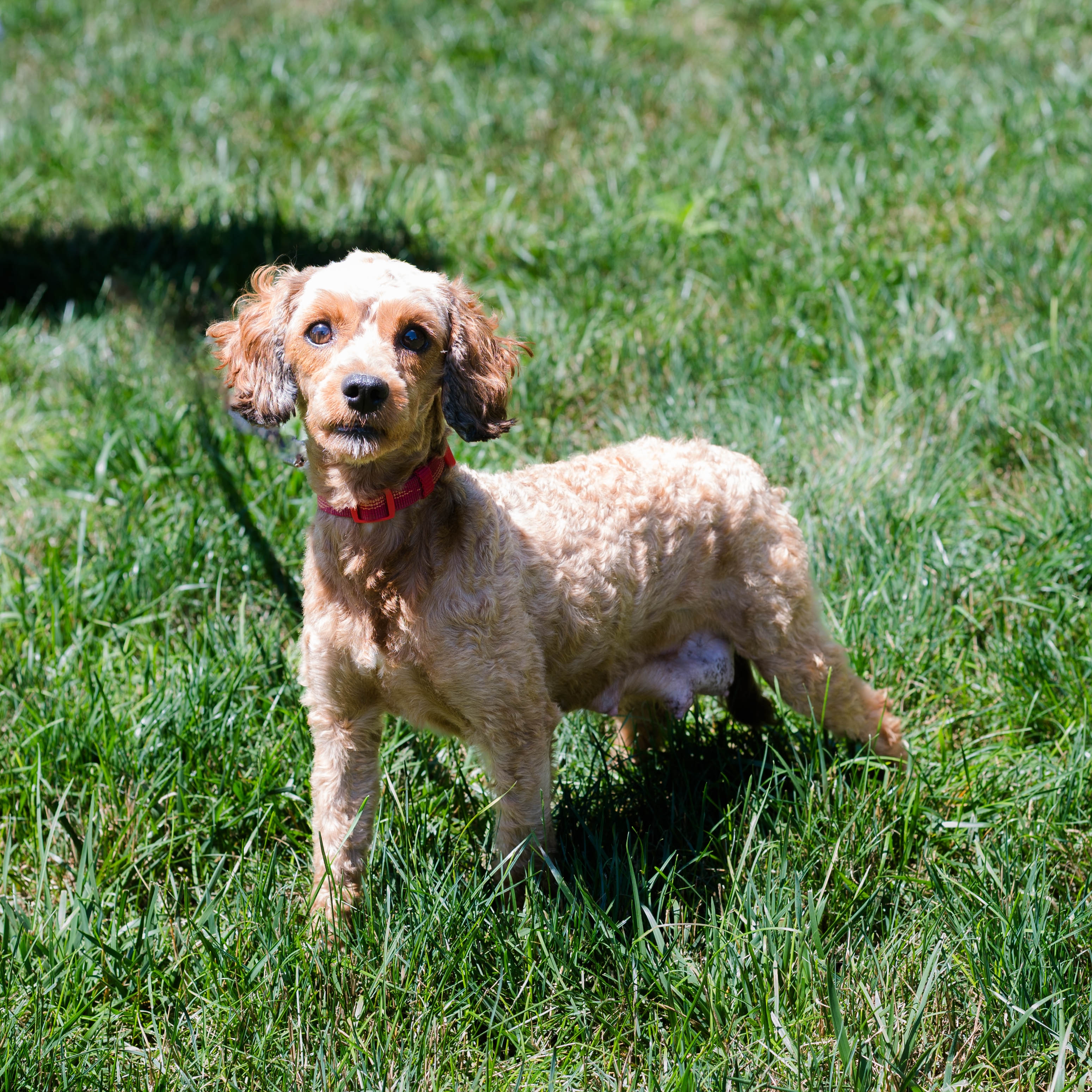 Tilly