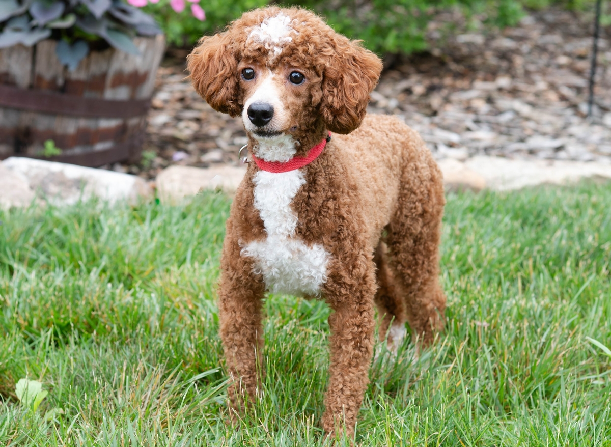 Rockefeller Doodles Adult Dogs