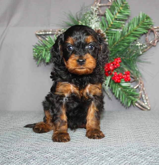 Cavapoo Puppy