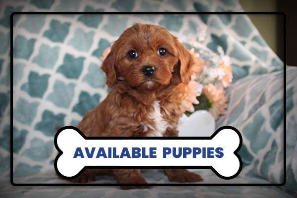 Available Puppies at Rockefeller Doodles