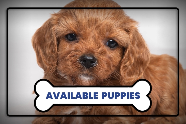 Available Puppies at Rockefeller Doodles