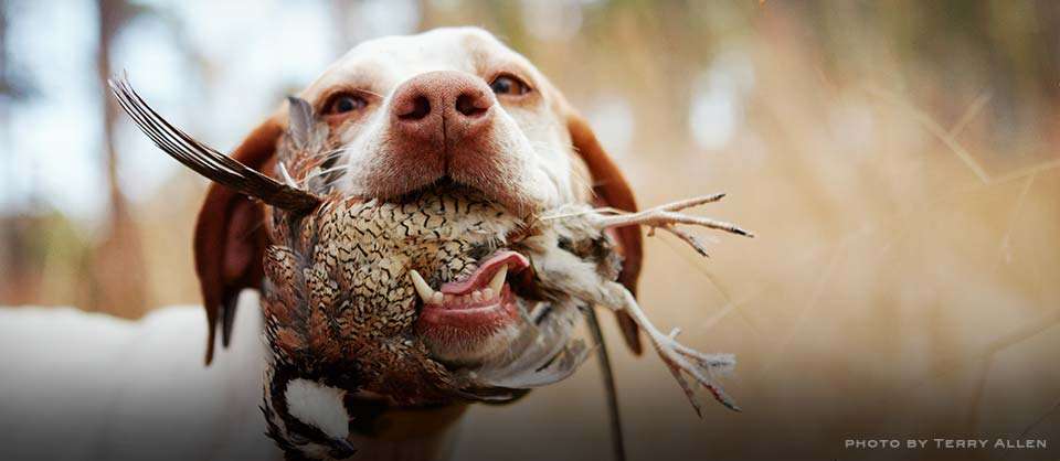 Hunting Dog Training in South Carolina