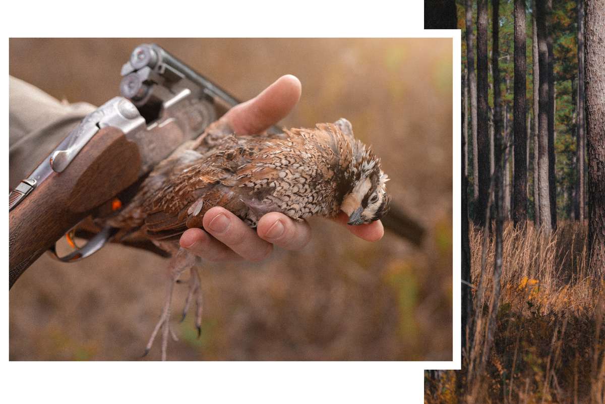 SC Quail Hunting