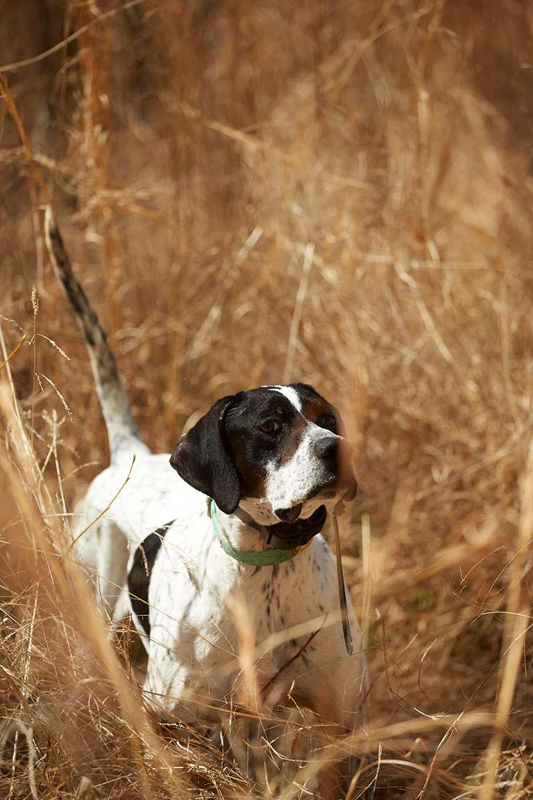 Dog Trainer in SC