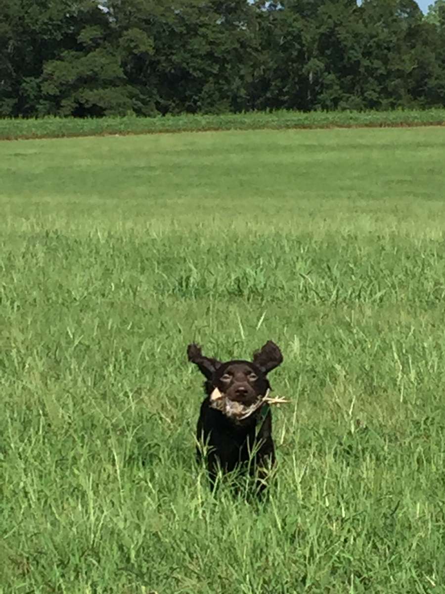 Puppy Training