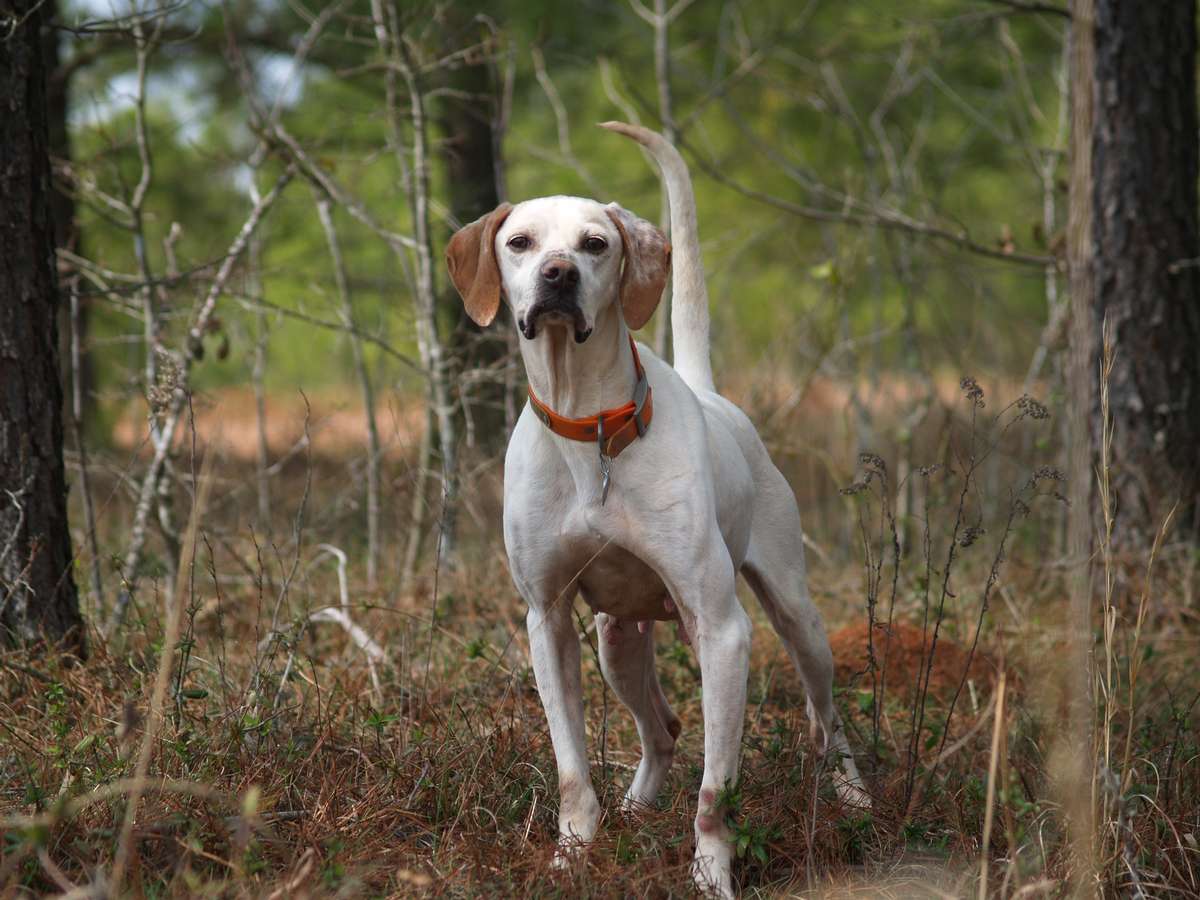 Bird Dog Training