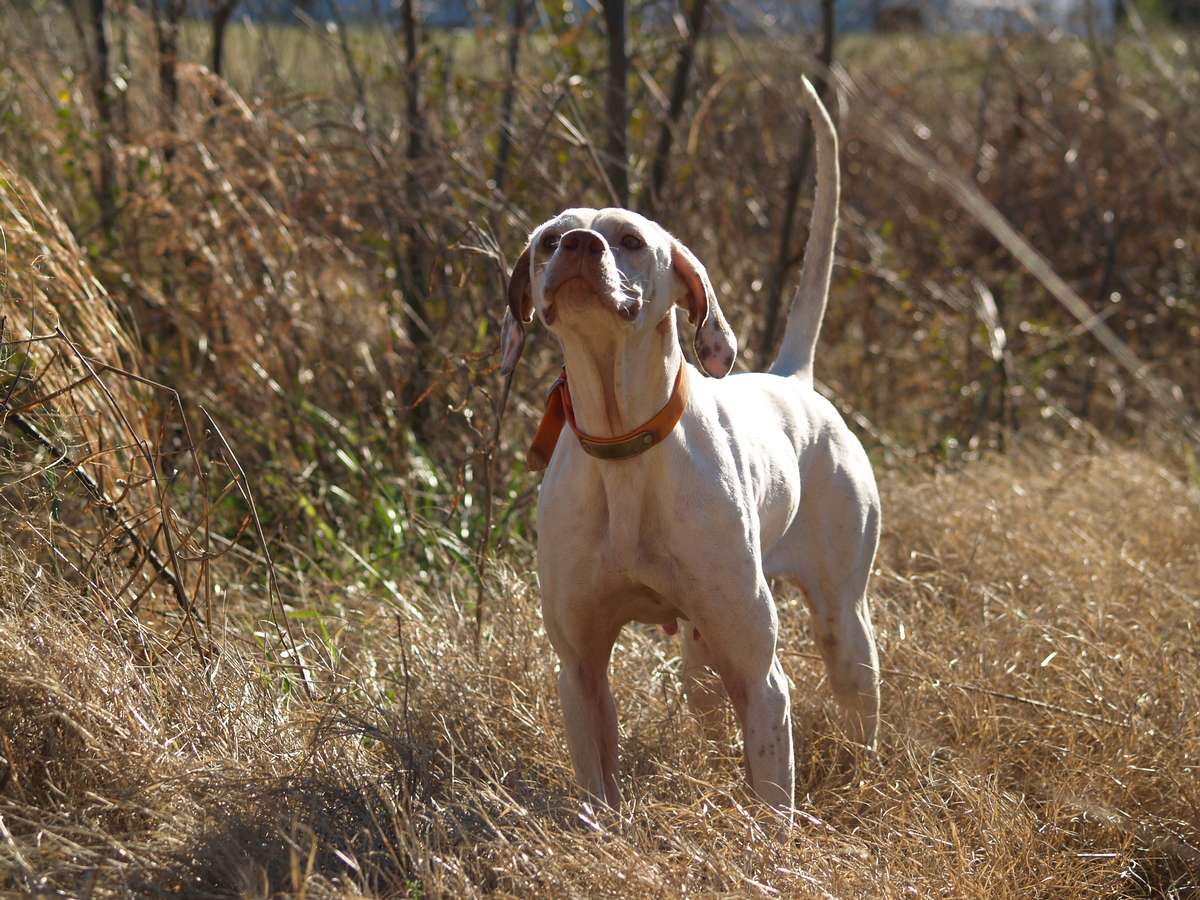 Pointing Dog Training in South Carolina