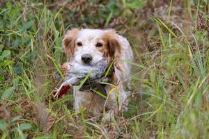 Hunting Dogs