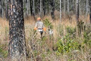 south-carolina-quail-hunting-dogs-guides03.jpg