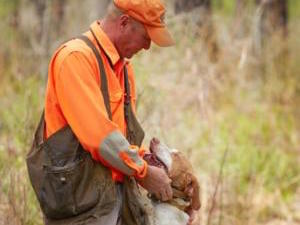 south-carolina-quail-hunting-dogs-guides05.jpg