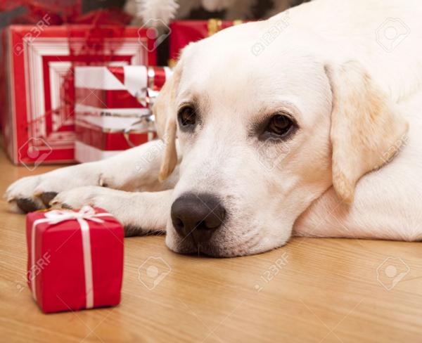 Holiday Safety Tips for your Pet