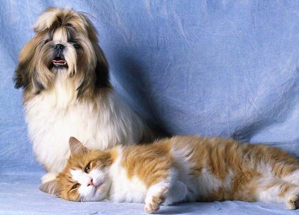 Top 10 Pet Disorders