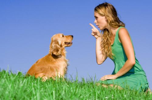 Tips for Daily Dog Training