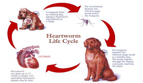 Heartworms and your pet