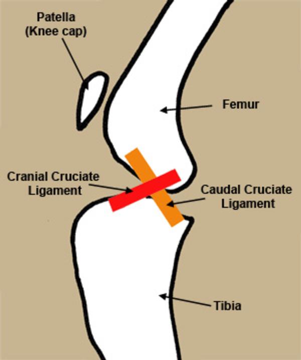 CRANIAL CRUCIATE LIGAMENT REPAIR