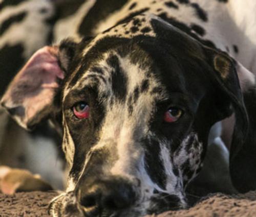 7 Most Overlooked Aches and Pains in Dogs