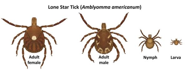 Sporting Dogs and Tick Born Disease