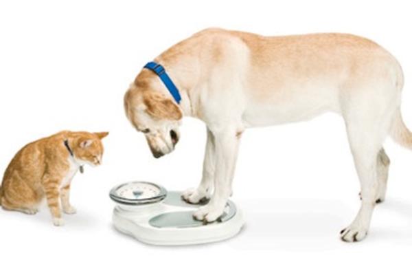 Pet Obesity Prevention