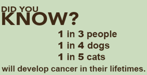 Pet Cancer Awareness 