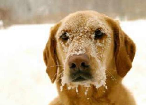 Your dog and cold weather