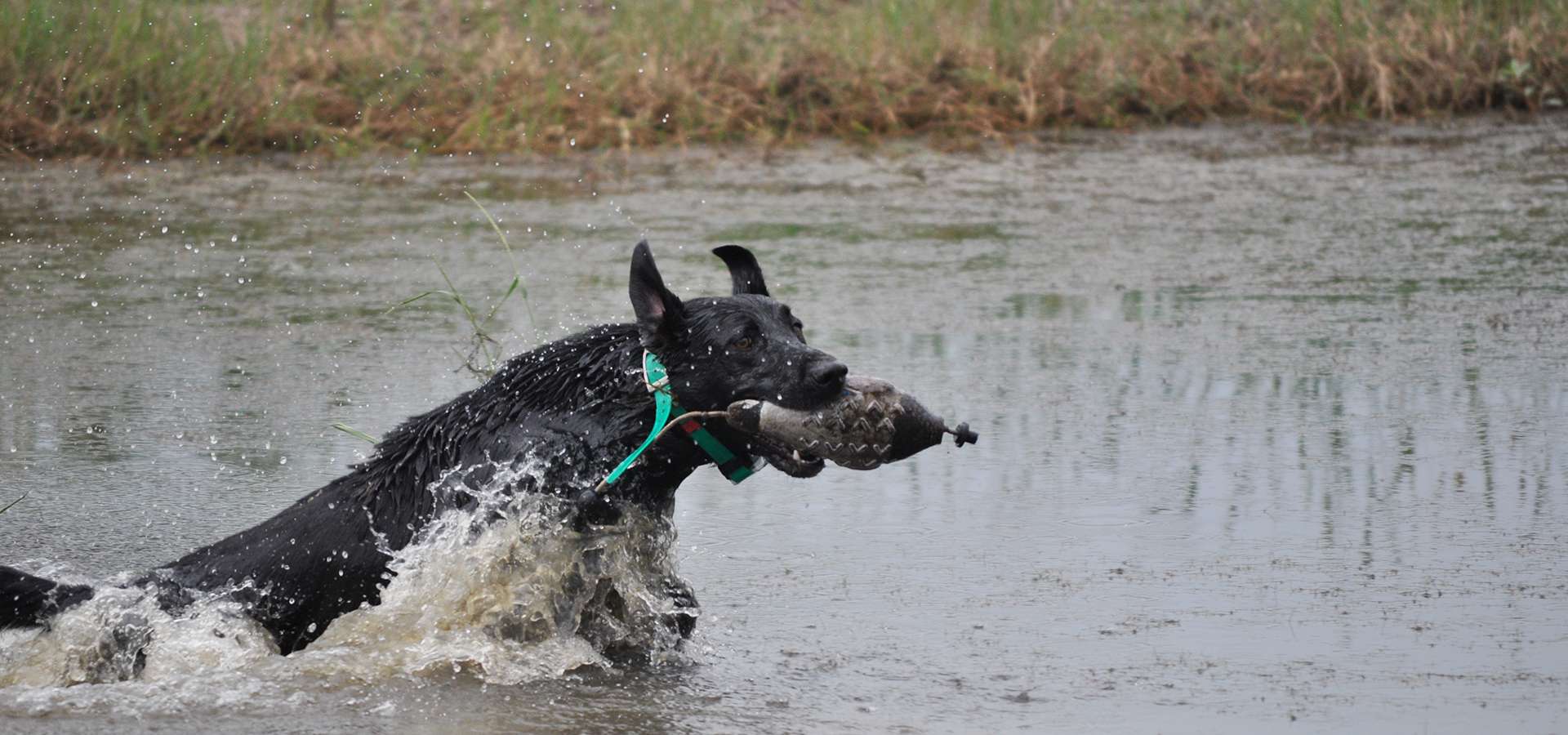 Saltgrass Retrievers - Photo Gallery