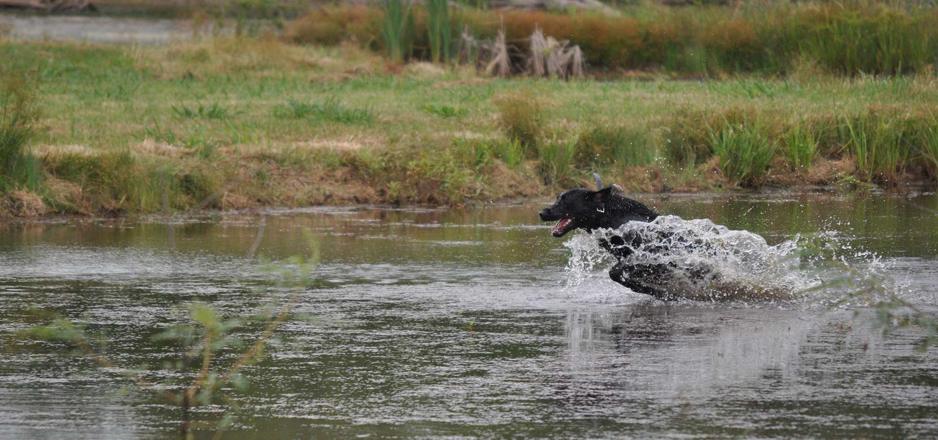 Gun Dogs