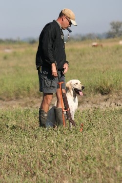 Advanced Gun Dog