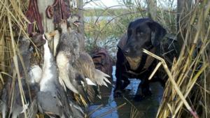 retriever-dog-training-texas-1.jpg