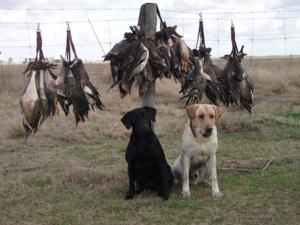 retriever-dog-training-texas-10.jpg